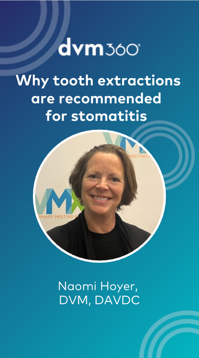 Why do veterinarians recommend tooth extractions for stomatitis?