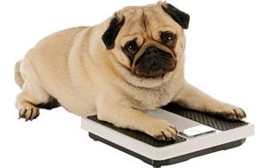 weightflash_flash-827576-1404217247966.jpg