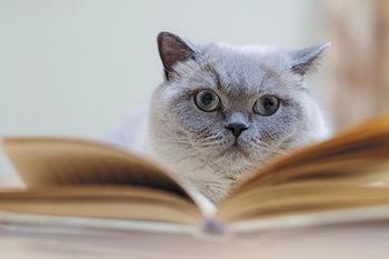 veterinary-cat-book-450px-1007534908.jpg