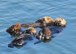 Unusual parasite strain kills 4 California sea otters