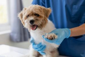 Photo: Witoon/Adobe Stock