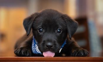cute puppy