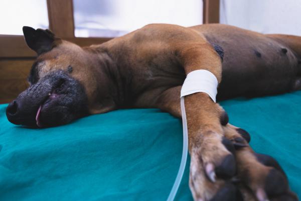 Canine freeze-dried plasma brings shelf-stable plasma to veterinary trauma care—Q&A with Kelly Mann, DVM, MS, MSS, DACVR