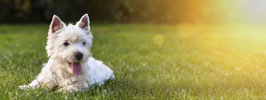 how to help dogs wounds heal faster