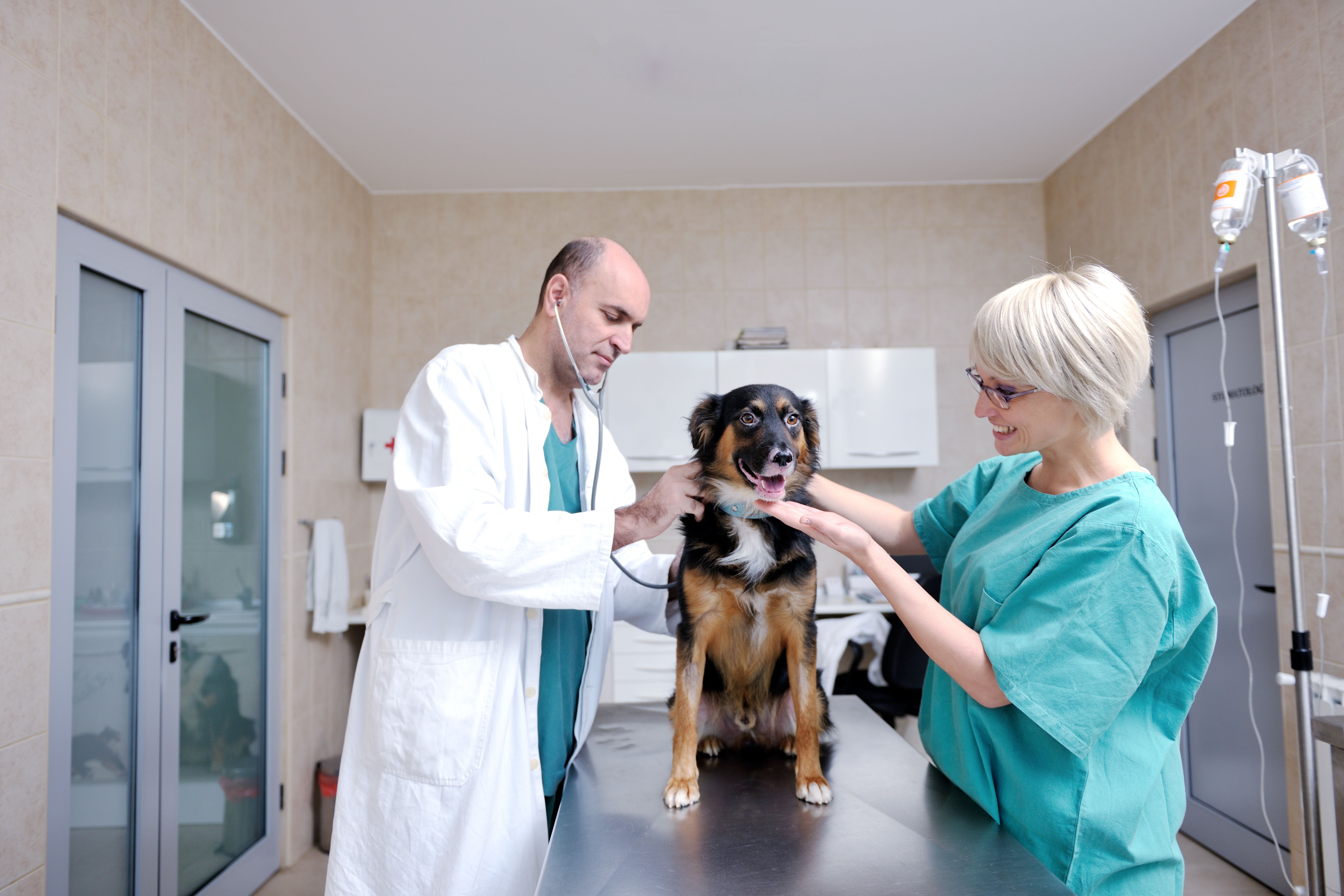 Ветеринарная михайловск. Ветеринарная клиника. Собака в клинике. Ветеринар с собакой.