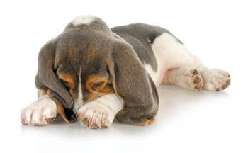 veterinary-dog-cute-puppy-body.jpg