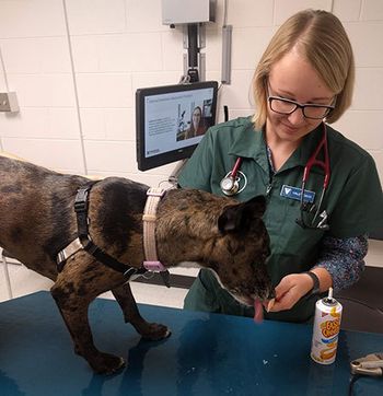 veterinary-visits-Dog3-450-1.jpg