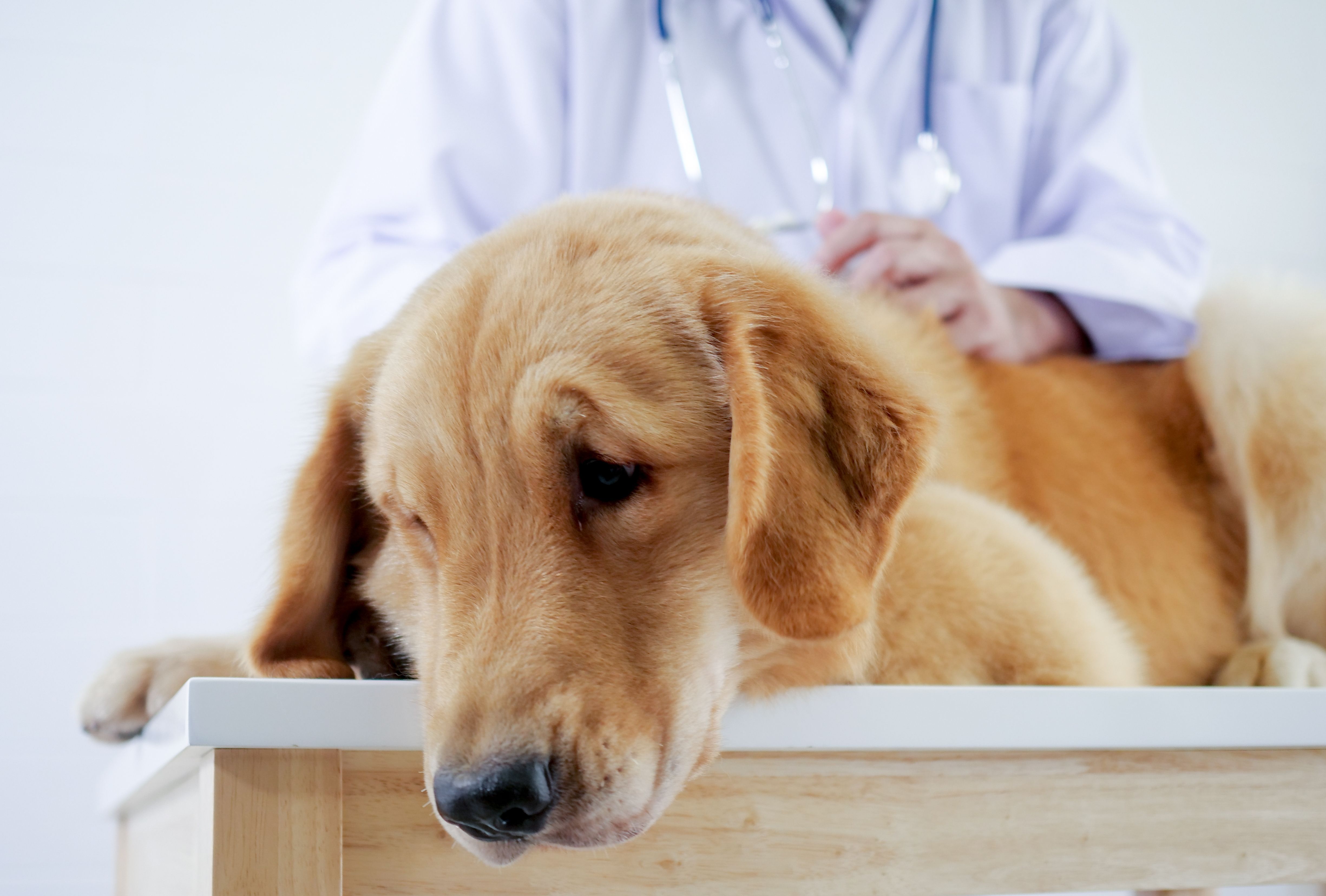 is kidney disease in dogs painful