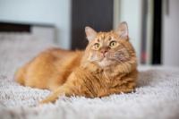 Antiparasitic receives FDA emergency authorization to treat New World screwworm in cats