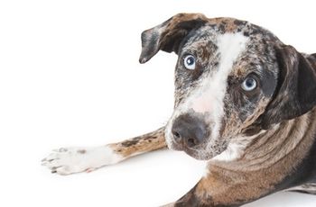 veterinary_dog_gift_78364410_450.jpg