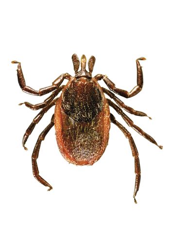 veterinary-Black-Legged-Tick_
