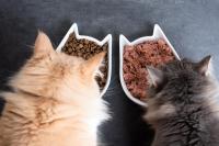 Study finds heavy metals, glyphosate, and plastic-related chemicals in nearly all cat foods tested, but health risks remain unclear