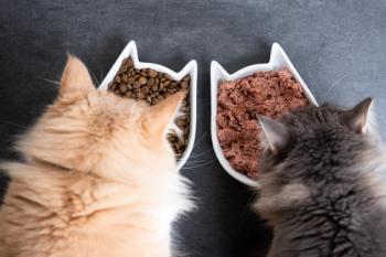 Study finds heavy metals, glyphosate, and plastic-related chemicals in nearly all cat foods tested, but health risks remain unclear