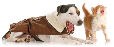 Veterinary-dog-and-cat-complaining-gettyimages_450px_100689893.jpg