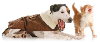 Veterinary-dog-and-cat-complaining-gettyimages_450px_100689893.jpg