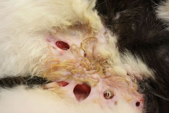 mycobacterial-panniculitis