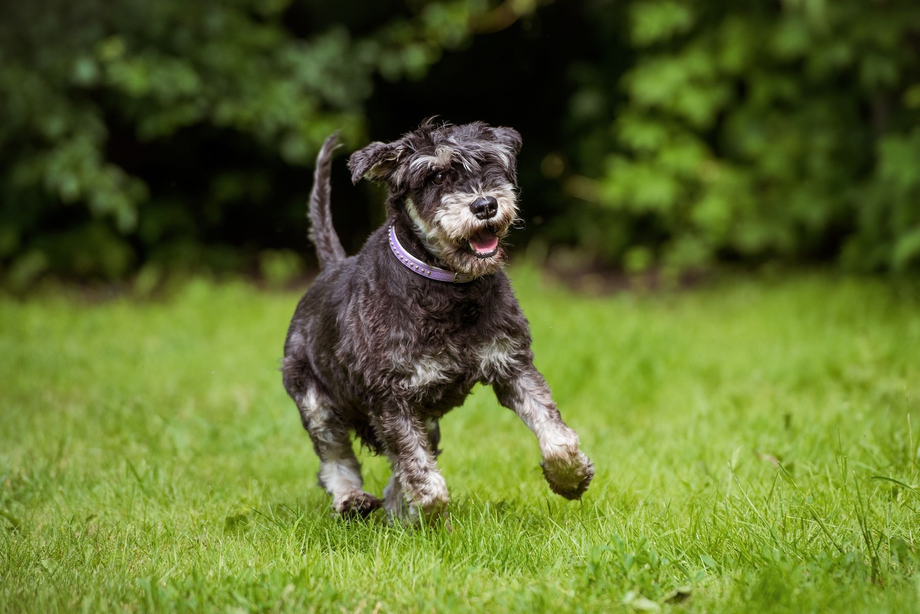 Old dog running