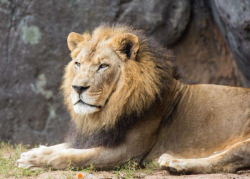 Oldest male lion at AZA-accredited institution passes away 