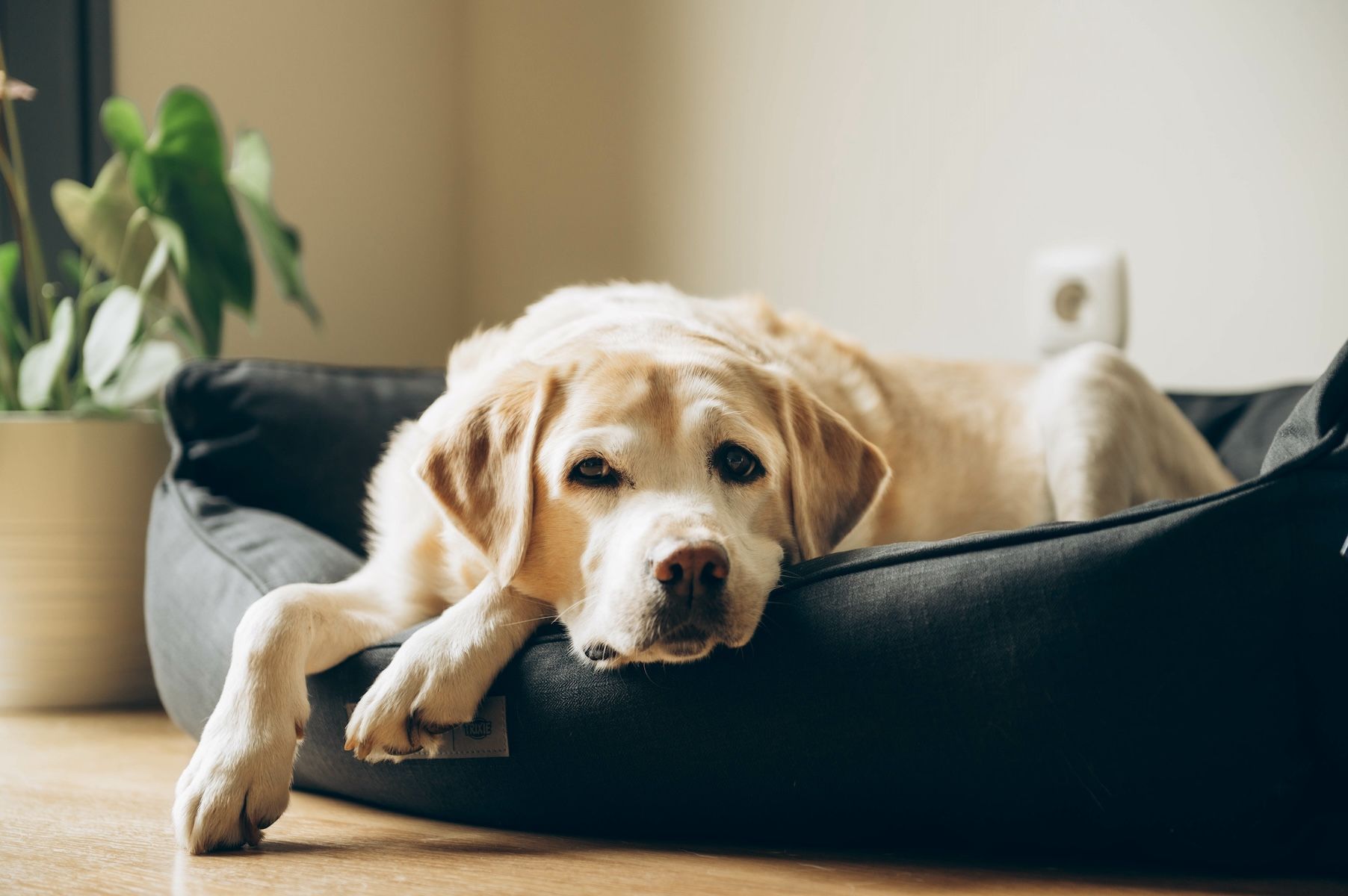 Senior dog