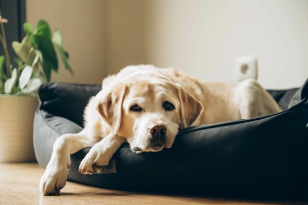 Senior dog