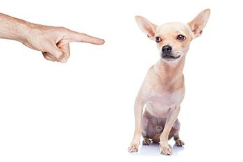 veterinary-scared-dog-main.jpg