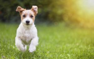 A glance at our new veterinary education offerings, plus some important updates