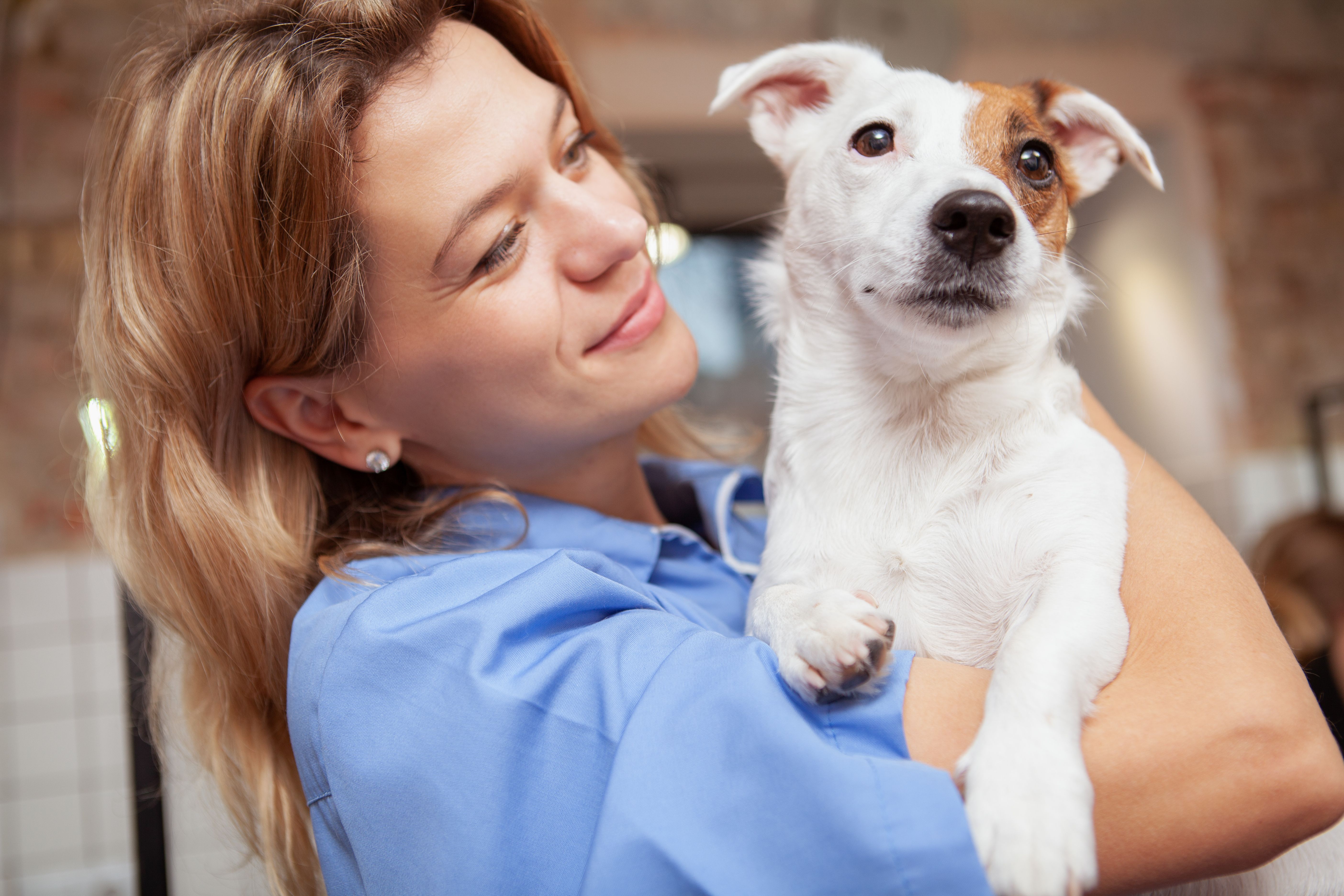 Ветеринар женщина. Медицинская собака. Женщина ветеринар фото. Счастливая собака в руках ветеринара женщины фото. Ветеринар экзамены