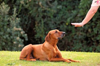 veterinary-Dog-obedient_220px_101796723.jpg