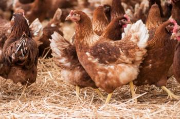 Photo: pixarno/Adobe Stock