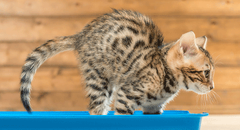 Veterinary-cat-litter-poop-AdobeStock_270534379_450.gif