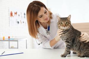 Detection of feline insulinoma with contrast-enhanced ultrasonography 