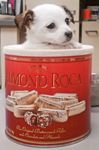 veterinary_idea_craig_puppy_1011-42157070-624790-743087-1384181237624.jpg