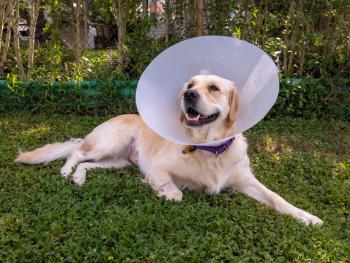 Spay and neuter medical cone