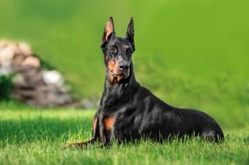 Doberman sitting on grass