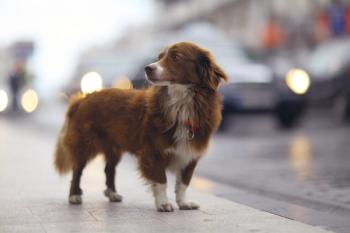 Pet identification