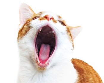 veterinary_cat_yowl__450.jpg