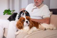 AAHA releases new diabetes management guidelines for dogs
