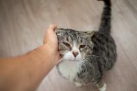 How to better advocate for senior patients 