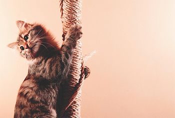 veterinary_cat_climbing_rope_450.jpg