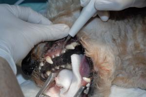 Veterinary dental extractions: Three critical factors