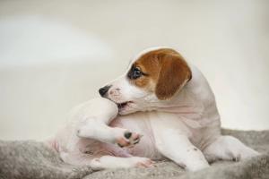 Fleas: How to conquer these blood-feeding, egg-laying machines
