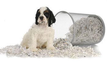 veterinary-puppy-sitting-in-recycled-paper-american-cocker-450px-shutterstock-87091733.jpg