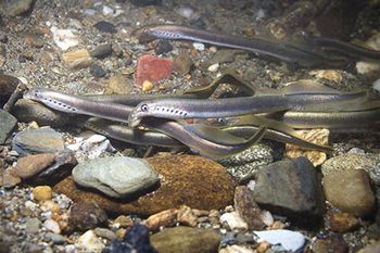 Veterinary-lamprey-eel-fish-AdobeStock_262348830_450.jpg