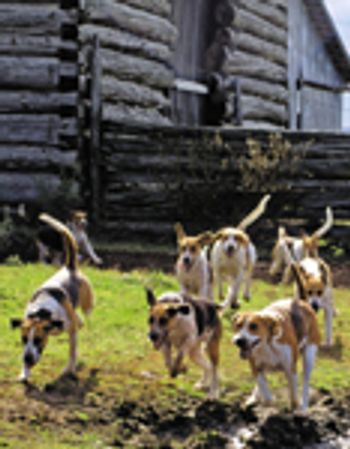 veterinary_lesihmaniasis_80-700262-1384211782767.jpg