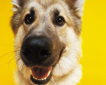veterinary_dogTeeth_0212_57442869Flat_450.jpg