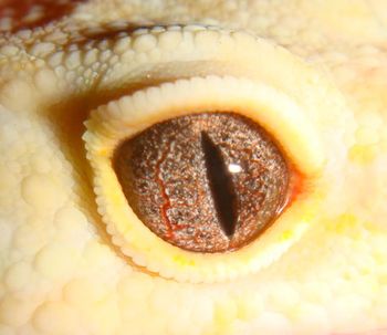 Garcia_Gecko_454-735193-1384184710242.jpg