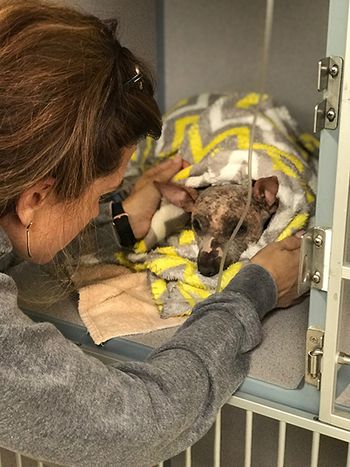 veterinary_mcvety2-1.jpg