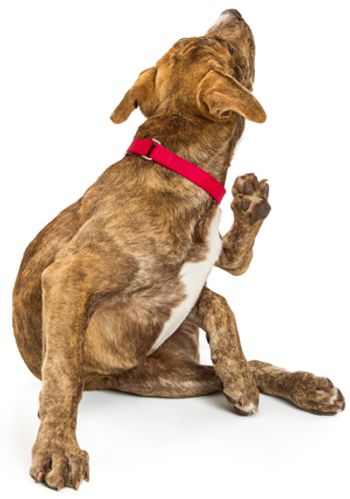 veterinary-cute-puppy-on-white-scratching-an-itch-shutterstock-622780025-body.jpg