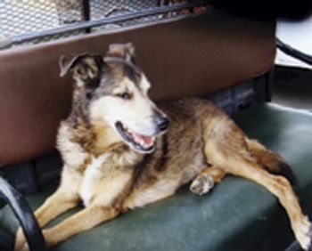 veterinary_miller_dog_t-660511-1384329981790.jpg