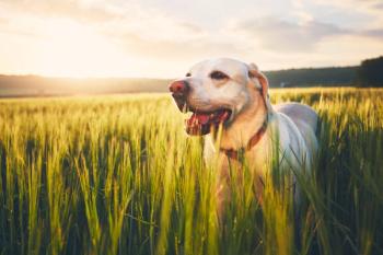 dog in field